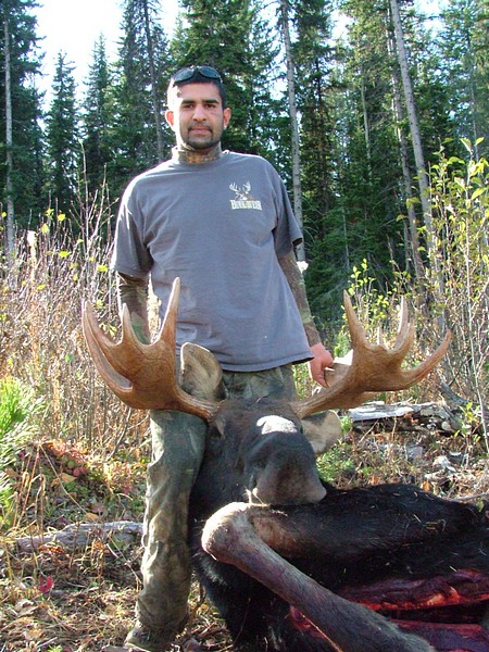 BC Interior moose