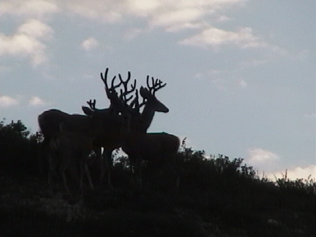 More small bucks