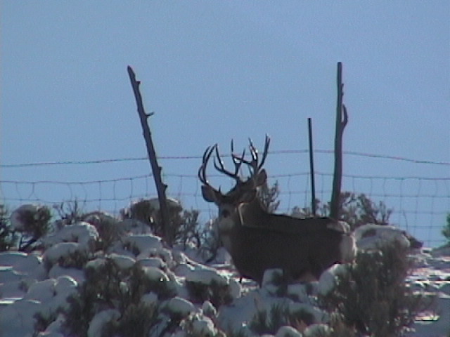 Winter bucks