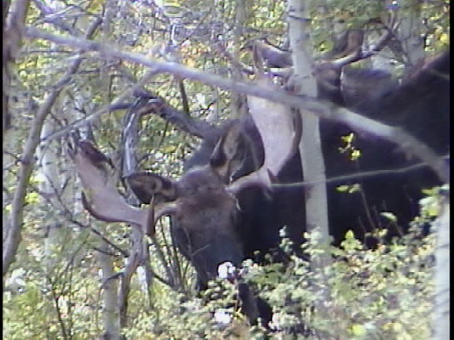 Moose we passed on