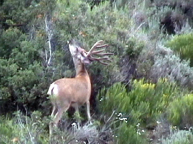 bad pics but good buck