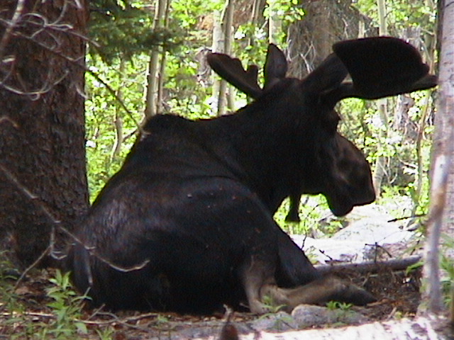 MORE MOOSE