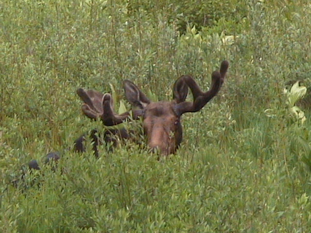 MORE MOOSE