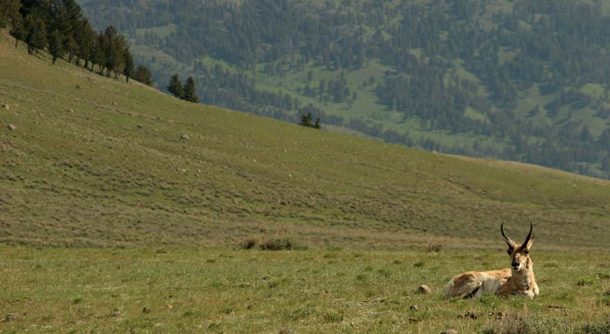 Sleeping speed goat.