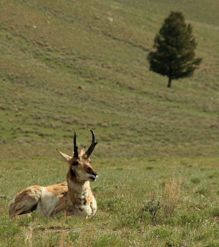 Sleeping speed goat.