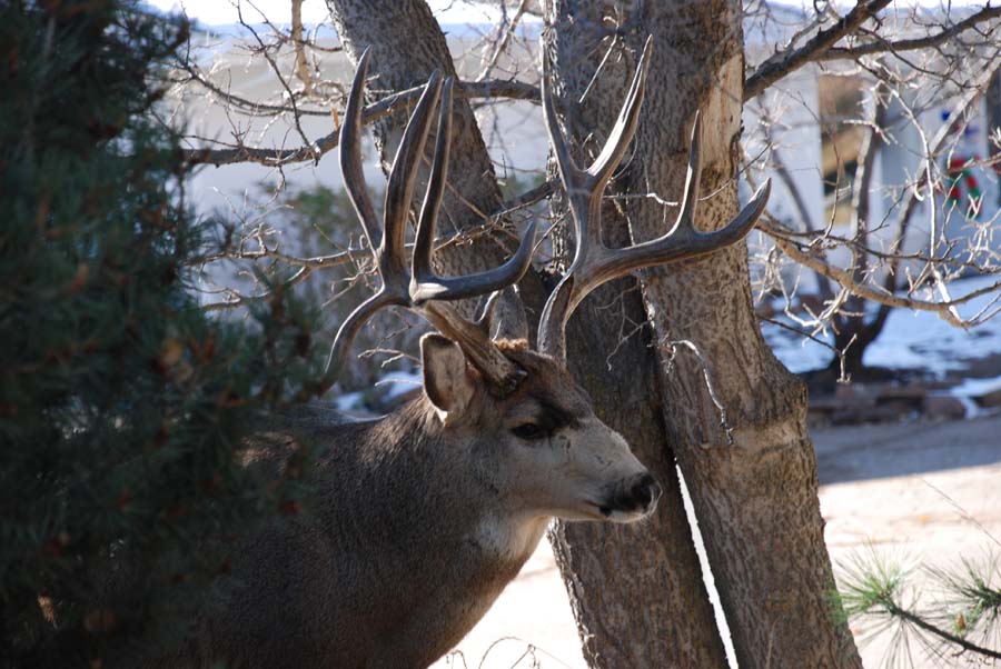 Big Old buck