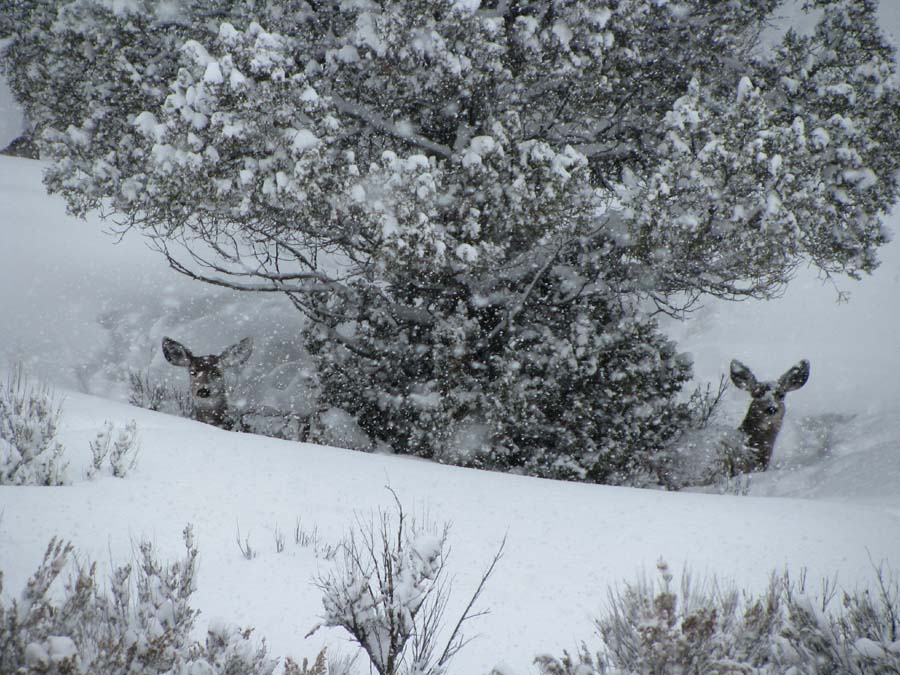 Bad snow year for the deer