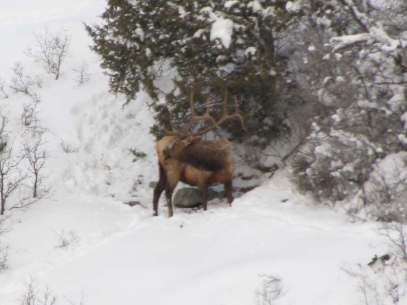 Re: I also found some huge elk sheds