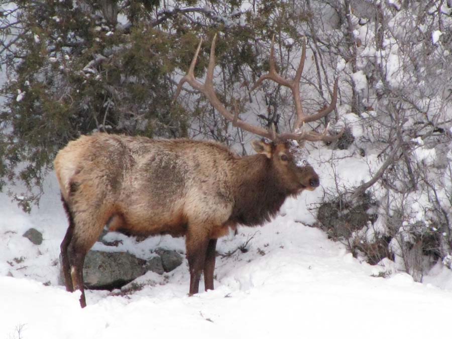 I also found some huge elk sheds