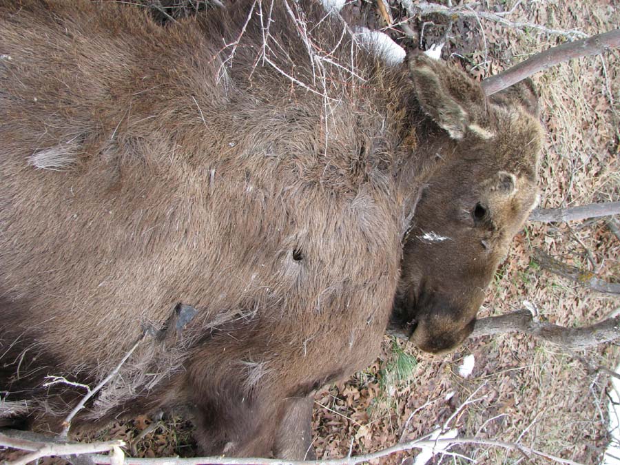 Dead moose