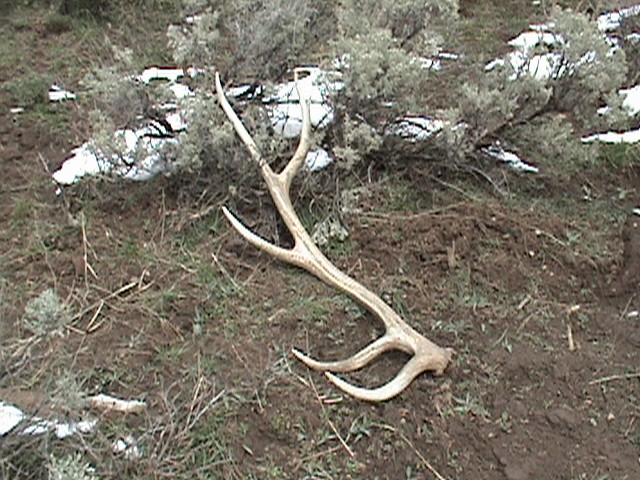 sheds from last week