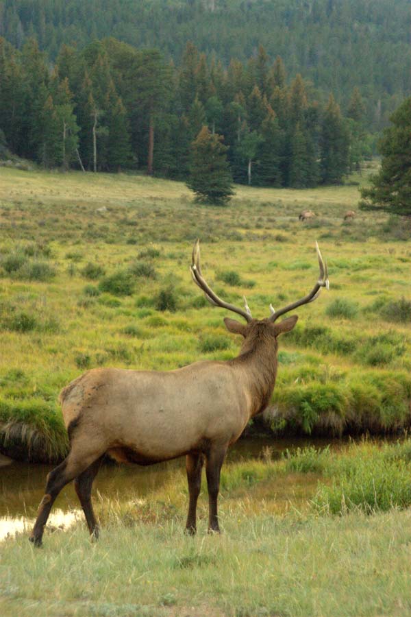 Elk!