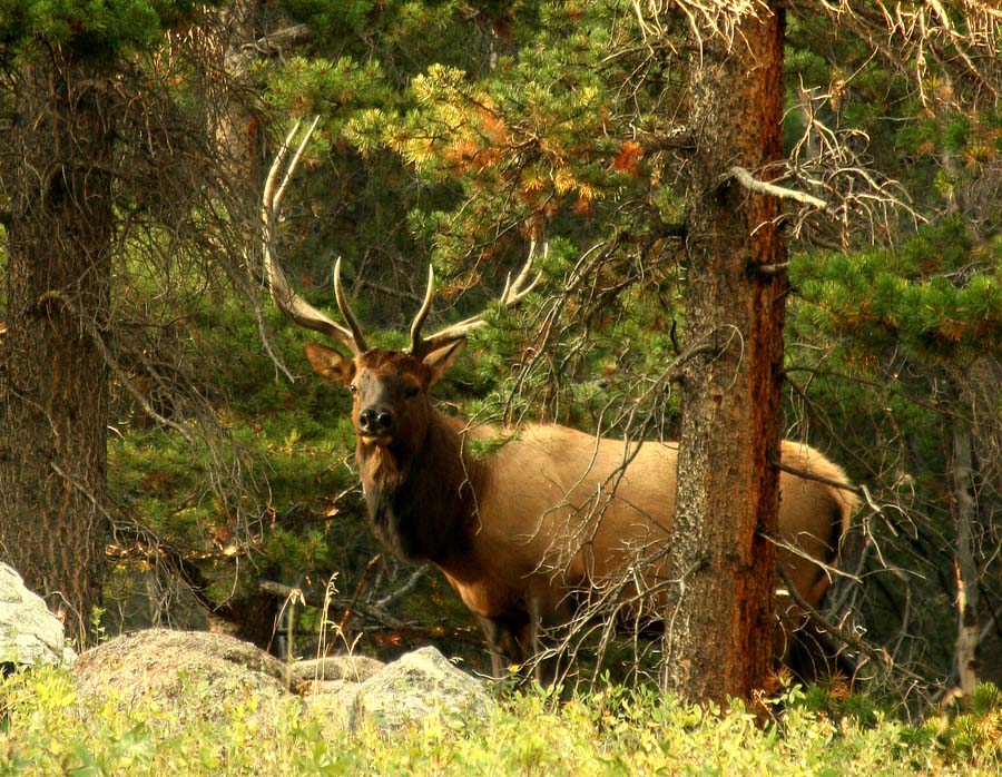 Elk!