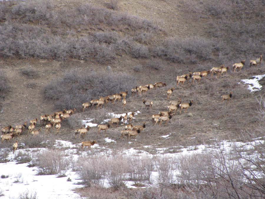 Elk pics