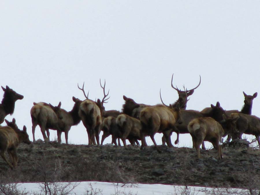 Elk pics