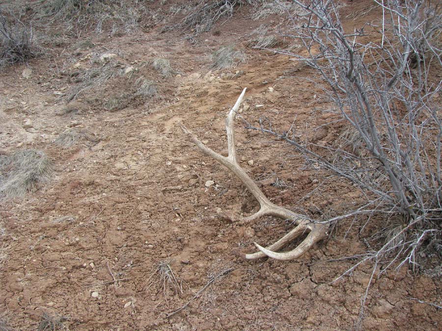 Re: Brothers first elk shed of 09