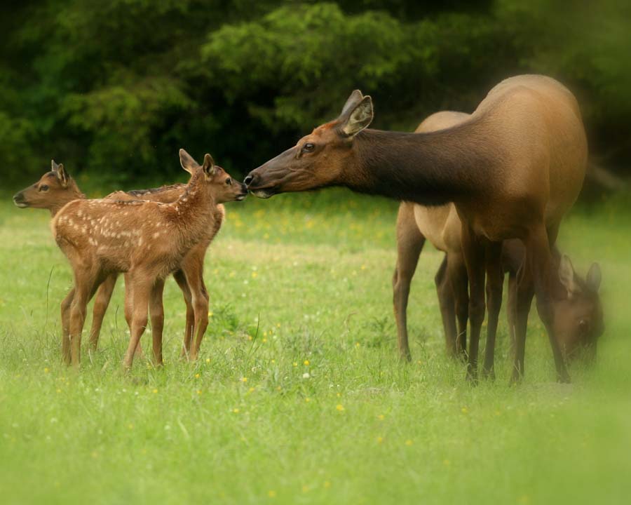 Elk photos