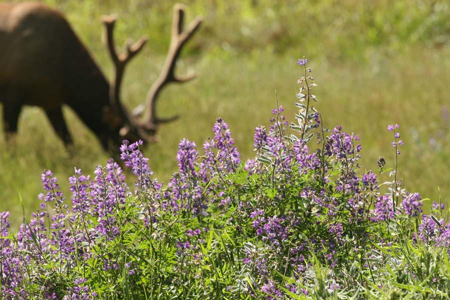 Elk photos