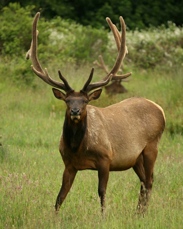 Elk photos