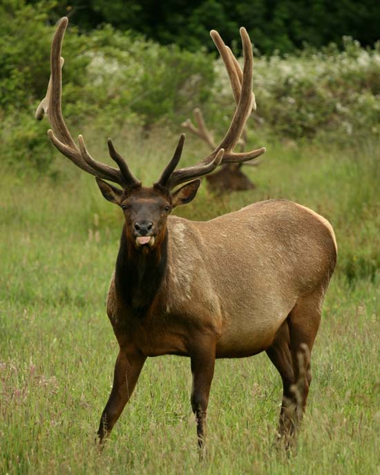 Re: Elk photos