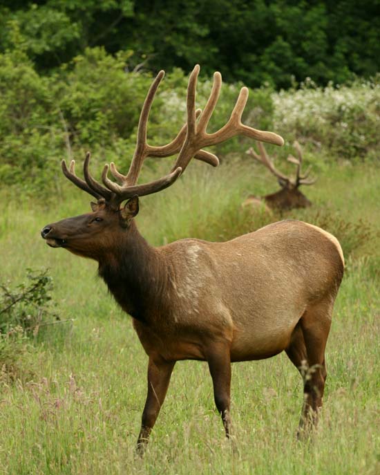 Re: Elk photos