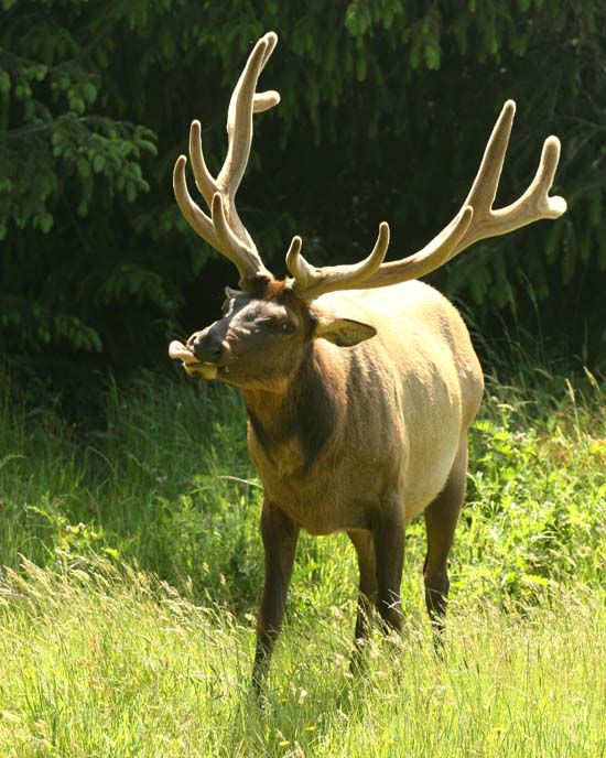 Re: Elk photos