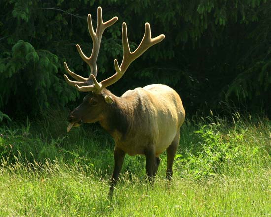 Re: Elk photos