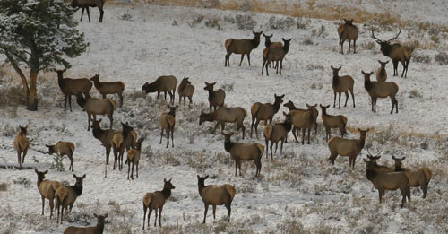 Re: elk shot from the 8th of oct