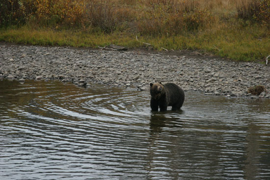 Bear shots