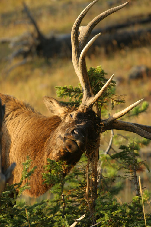 elk shot from the 8th of oct