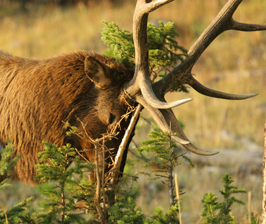 Re: elk shot from the 8th of oct