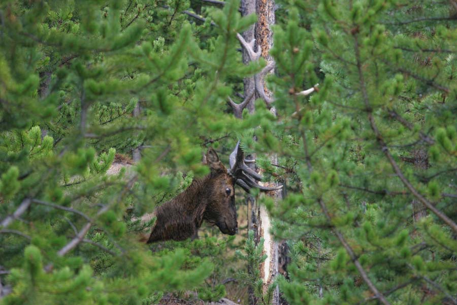 Re: My trip to YellowStone