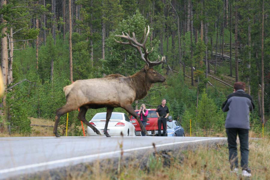 Re: My trip to YellowStone