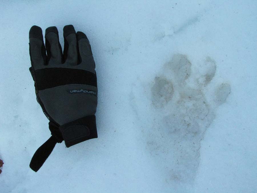 Cat tracks and sheds