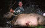 2006 archery elk