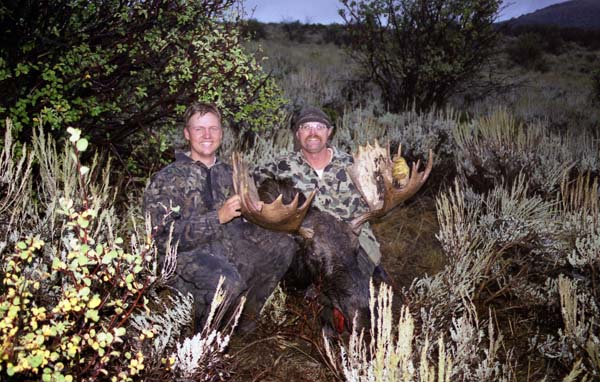 Utah moose