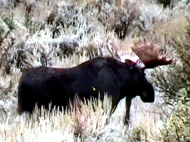 Moose we passed on