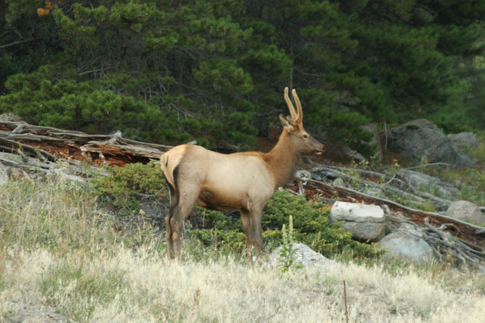 Utah trophy