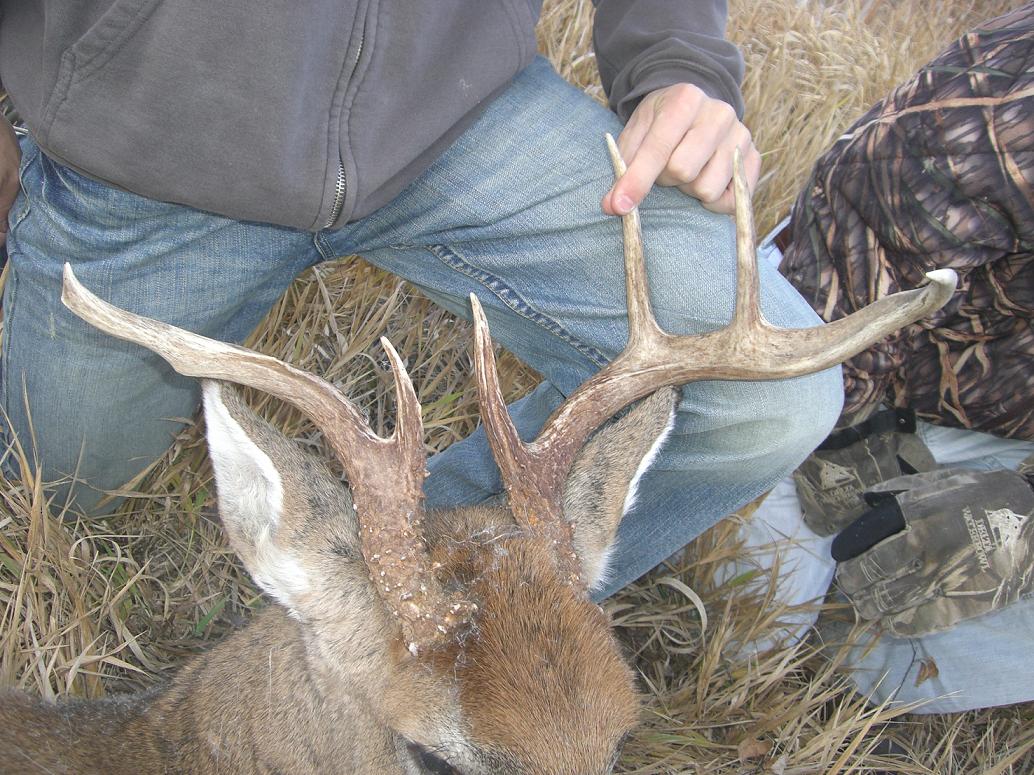 odd buck