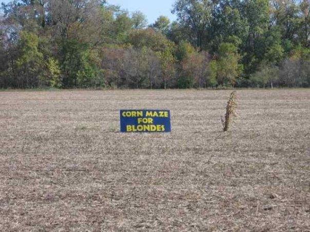 corn maze