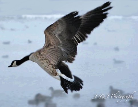 geese pictures