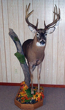 Re: half body mule deer mount question?