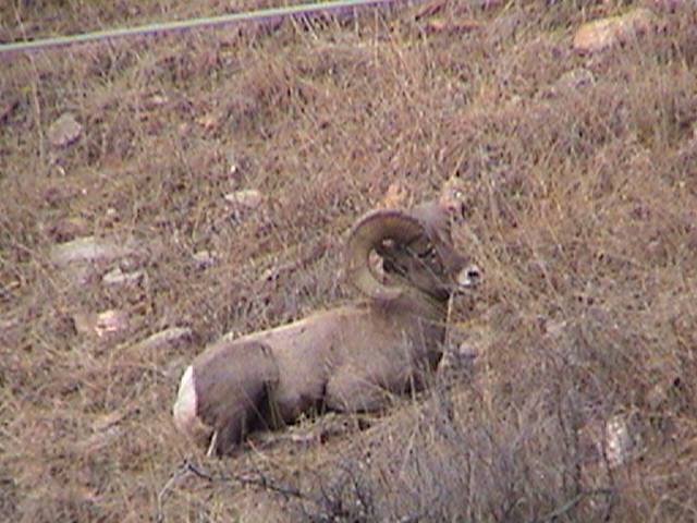 bighorn sheep