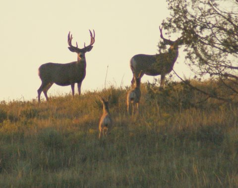 white mule deer!