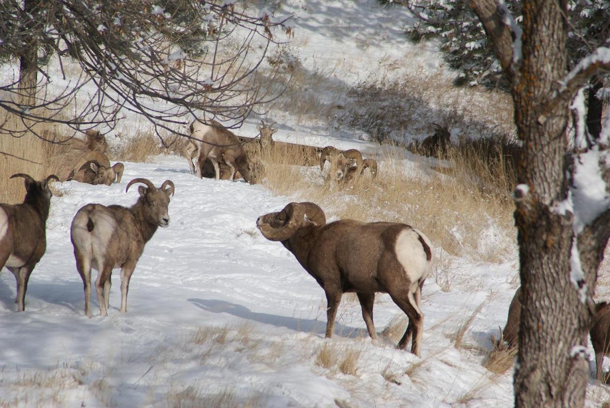 Bighorns