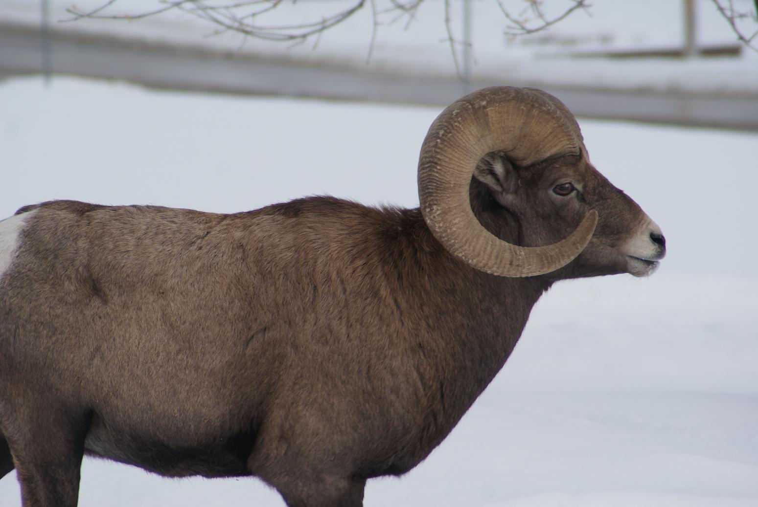 Bighorns