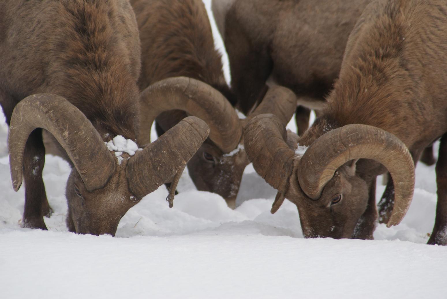 Bighorns