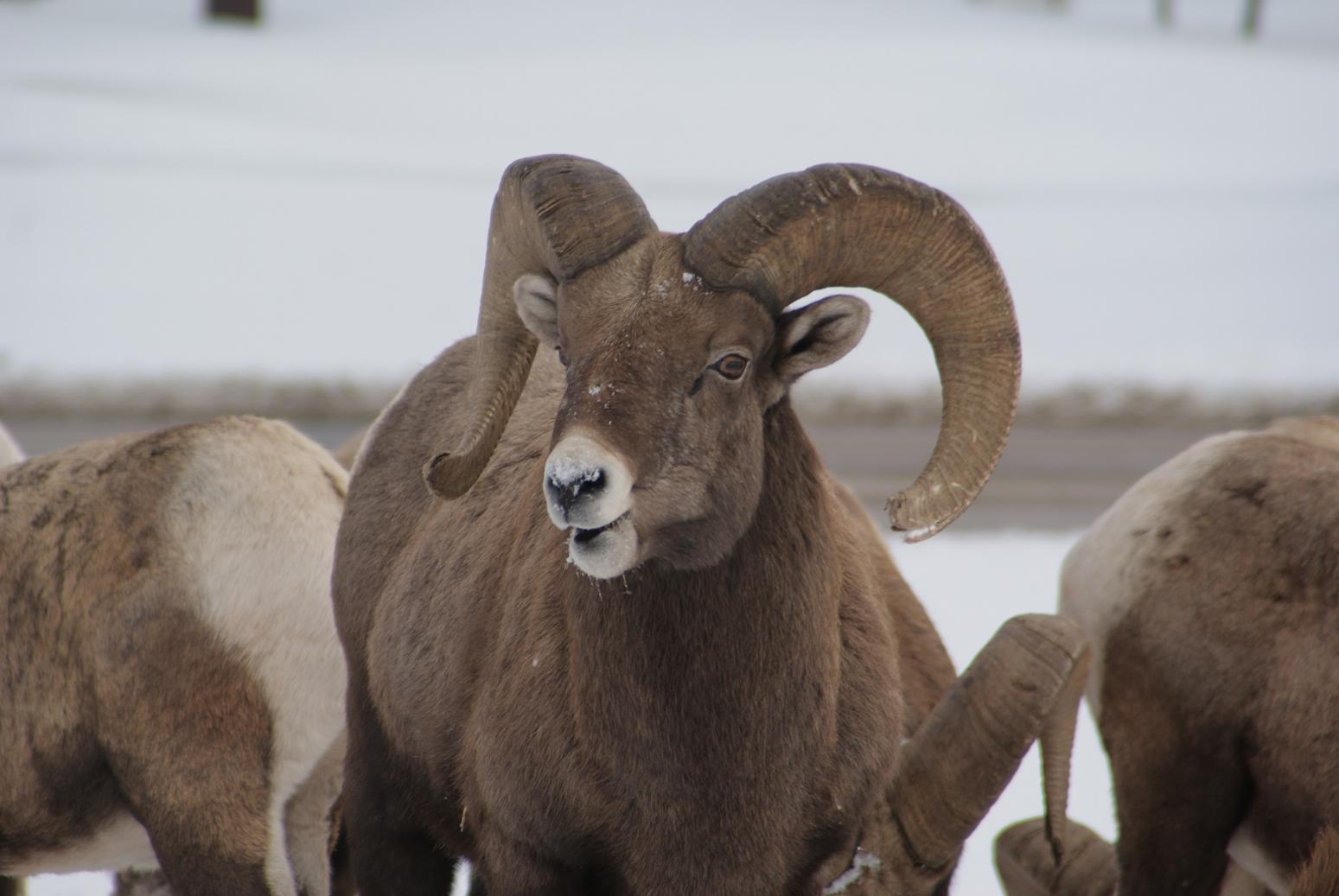 Bighorns