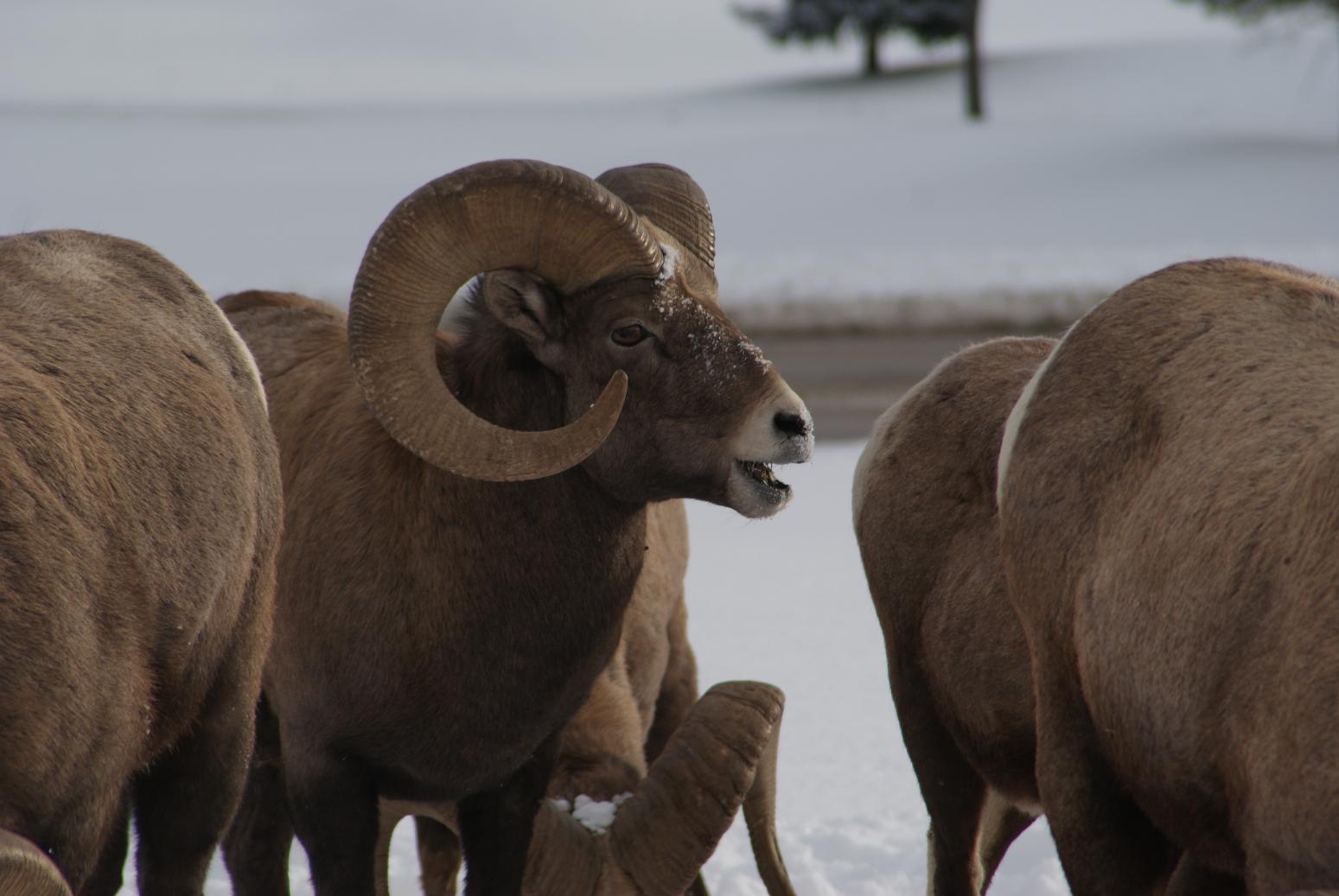 Bighorns