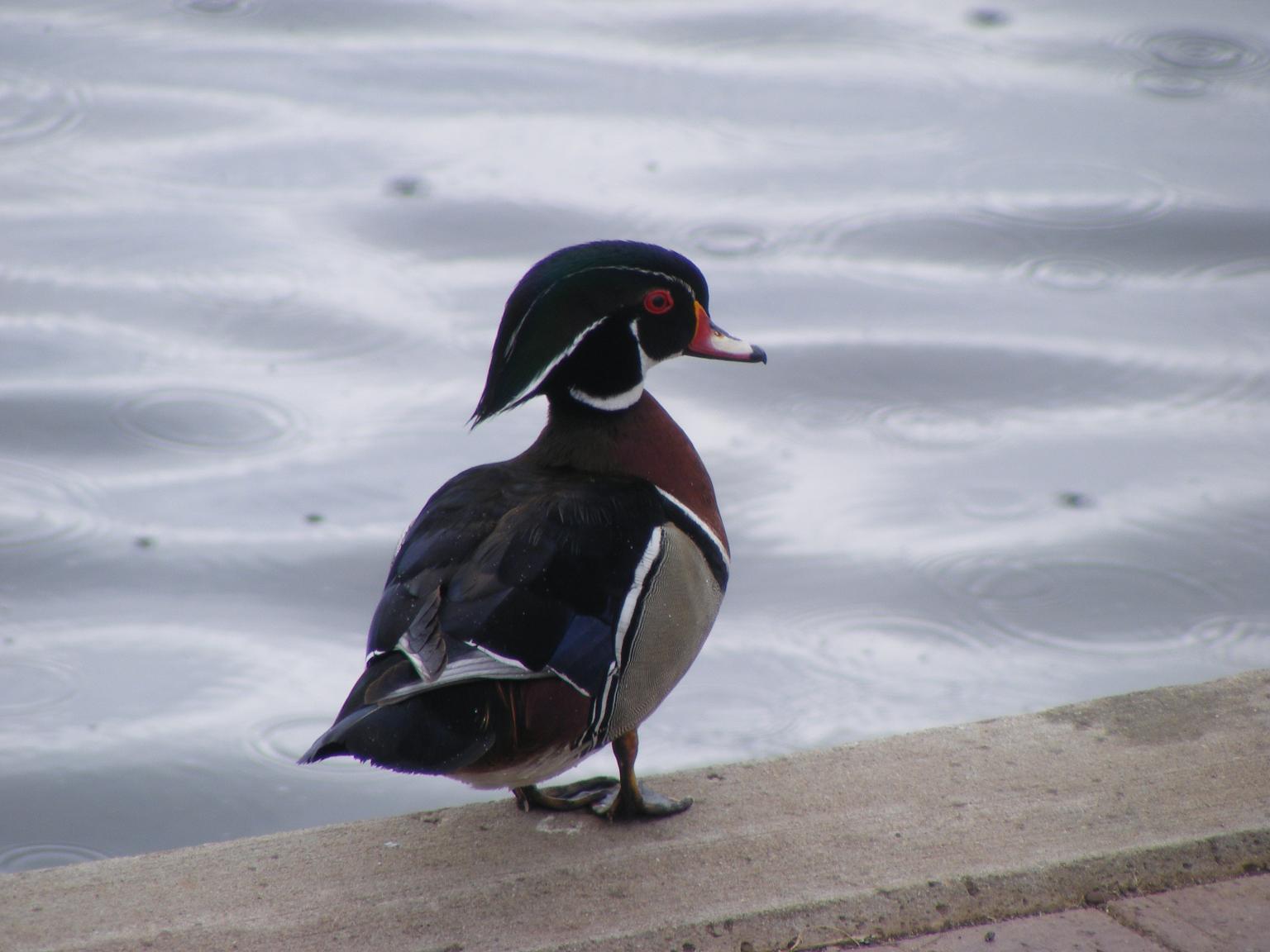 Wood duck